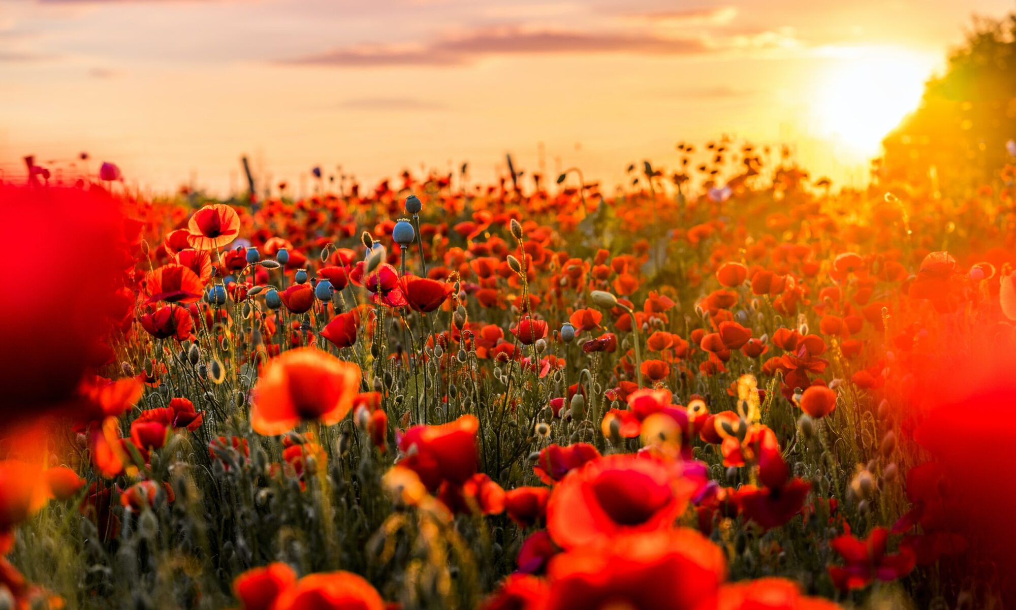 coquelicots
